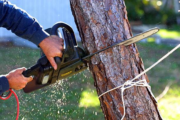 Best Stump Grinding and Removal  in Harlem, GA